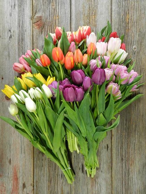 Wholesale Tulips Flowers Online FlowerFarm